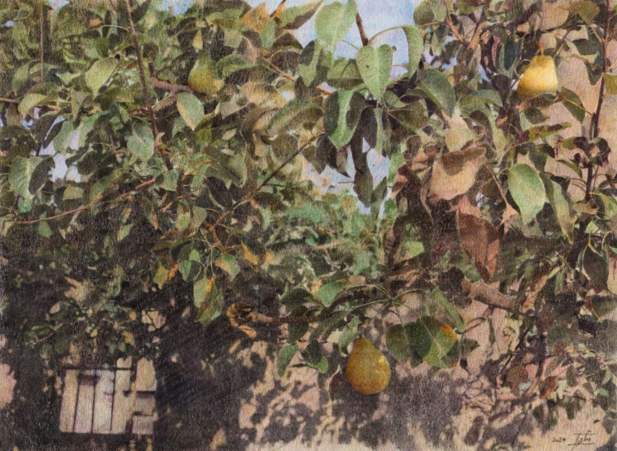 Pear Tree 3/ Mixedmedia on Cardboard/ H 27.5 × W 37.5 cm/ H 10.8 × W 14.7 in/ 2024 - FATEMEH SHAKOORI